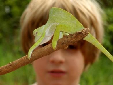 Kameleon uit Ghana