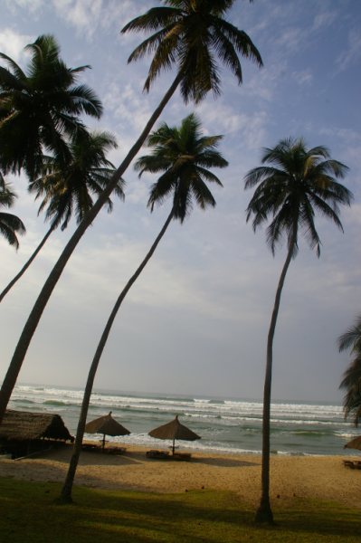 Palmbomen aan de kust van Ghana